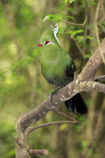 Livingstone's Turaco