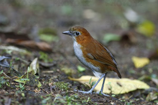 White-bellied Antpitta