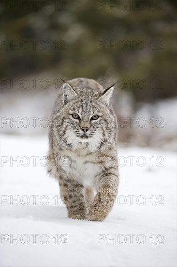 Bobcat