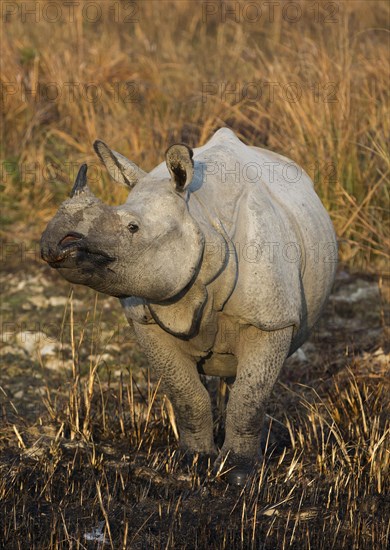 Indian rhinoceros