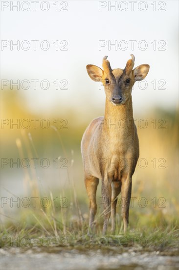 Chinese chinese muntjac