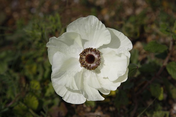 Poppy anemone