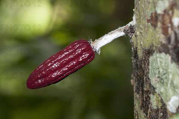 Cocoa pod