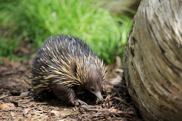 Short-beaked Echidna