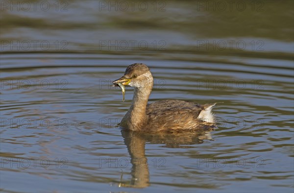 Adult little grebe