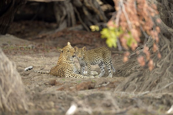 African leopard