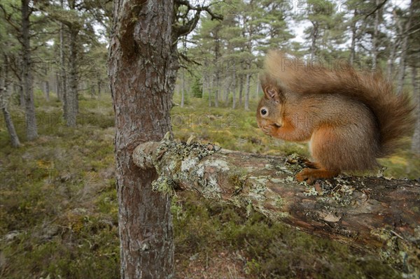 Eurasian red squirrel