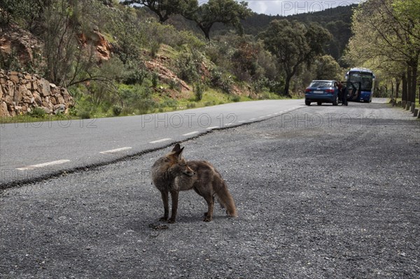 Iberian Red Fox