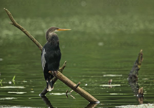 Anhinga