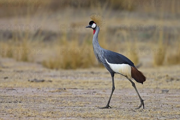 Grey Crowned-crane