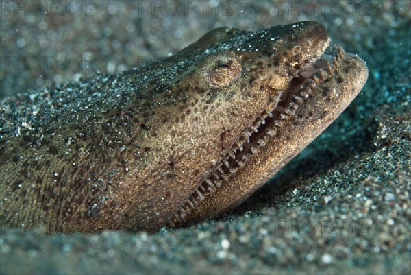 Stargazer Snake-eel