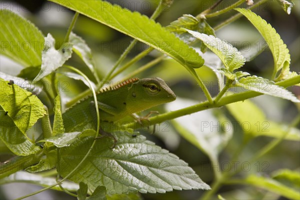 Beautiful Lizard