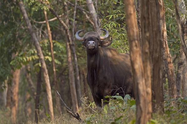 Gaur