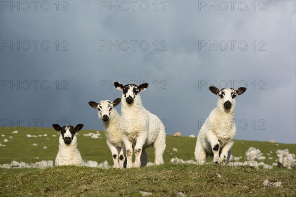 Domestic sheep