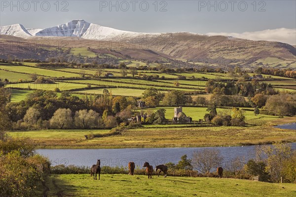 View of horses grazing