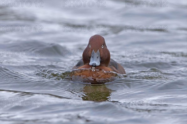 Ferruginous duck