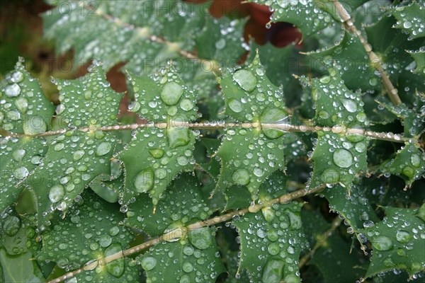 Mahonia