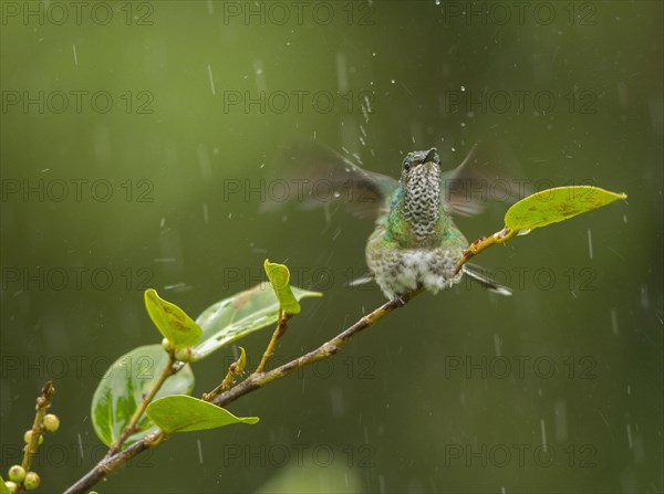 Green-crowned Hummingbird