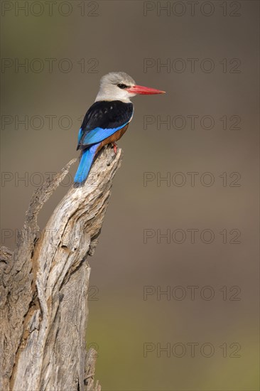 Grey-headed Kingfisher