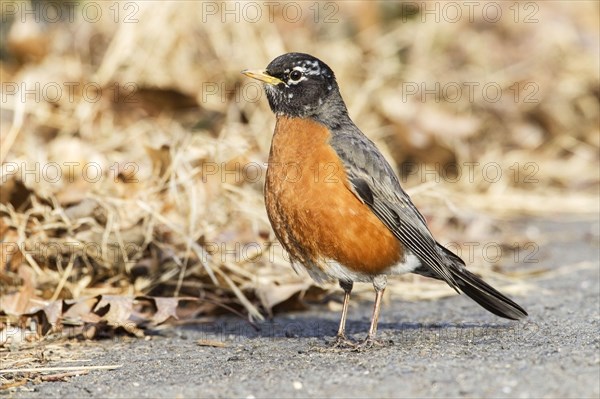 American Robin