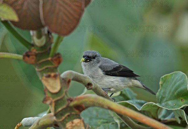 Monochrome tanager