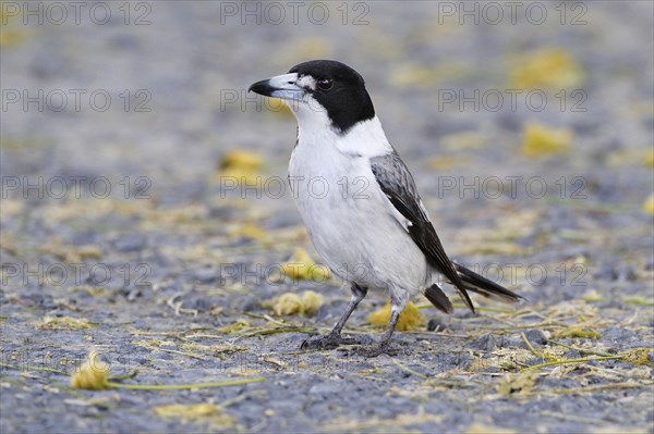 Grey Butcherbird