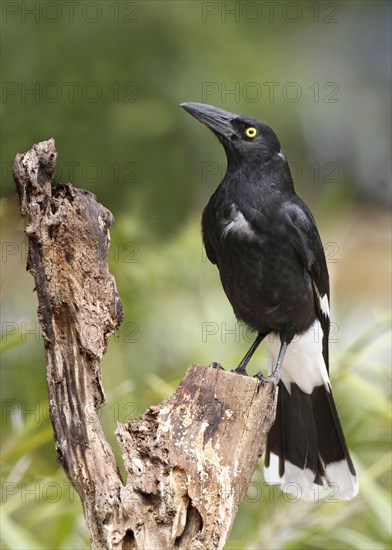 Pied Currawong