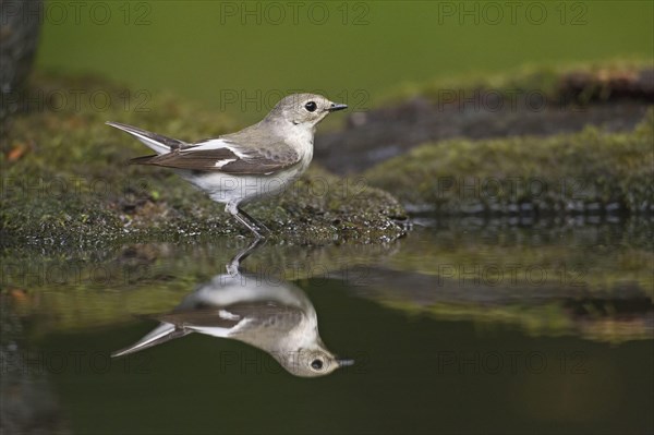 Collared flycatcher