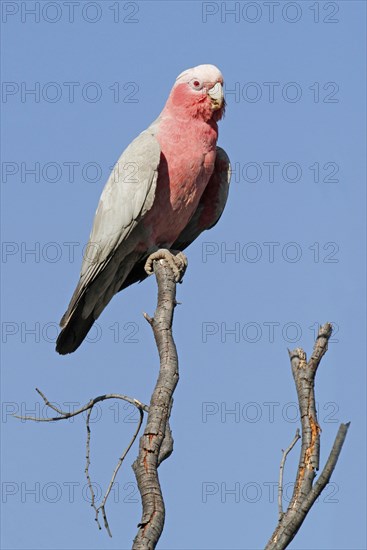 Galah