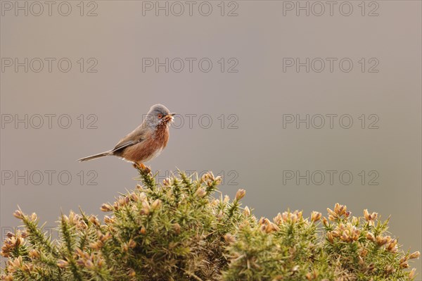 Provence Warbler