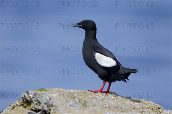 Black Guillemot