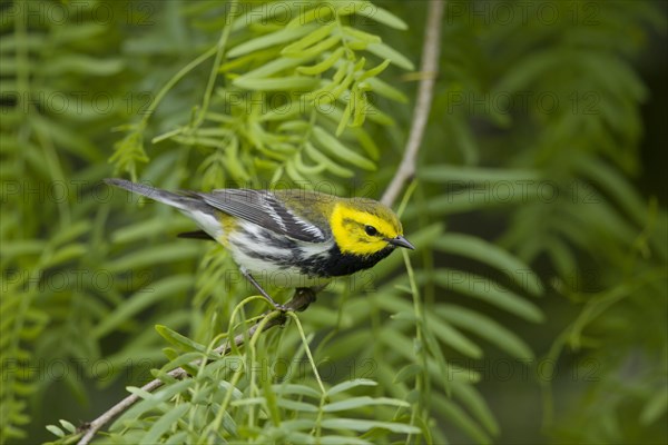 Black-throated Green Warbler