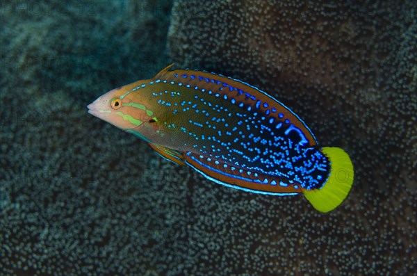 Yellowtail Coris Wrasse