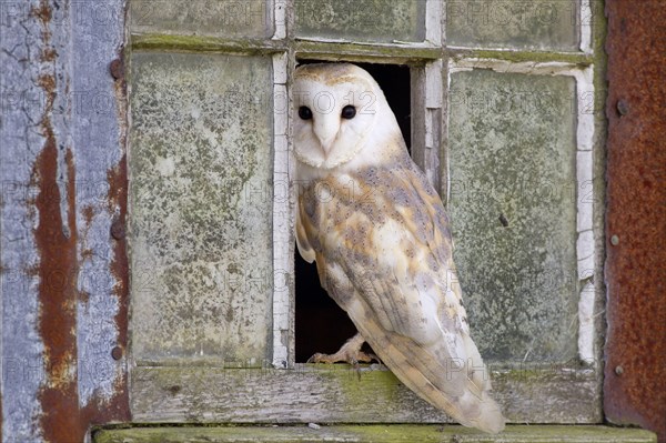 Common barn owl