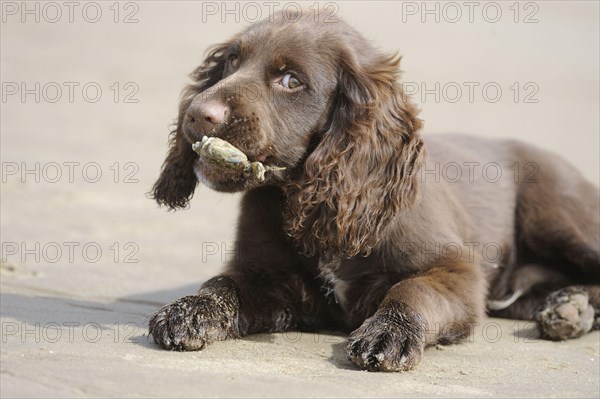 English Cocker Spaniel