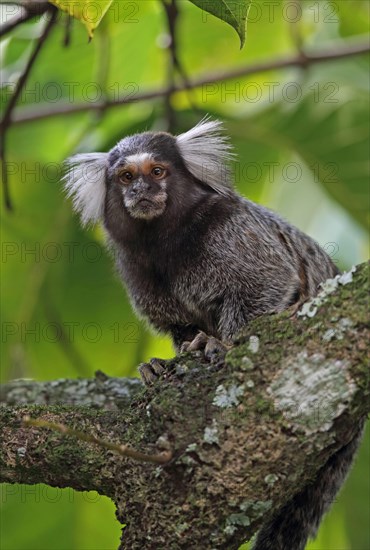 Common Marmoset