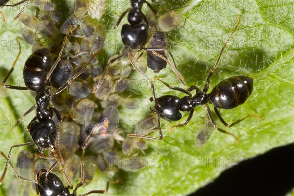Glossy black wood ant