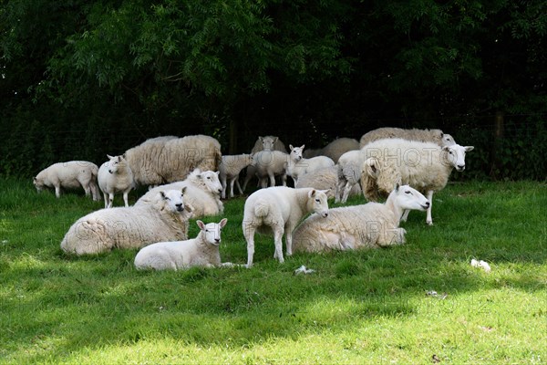 Domestic sheep