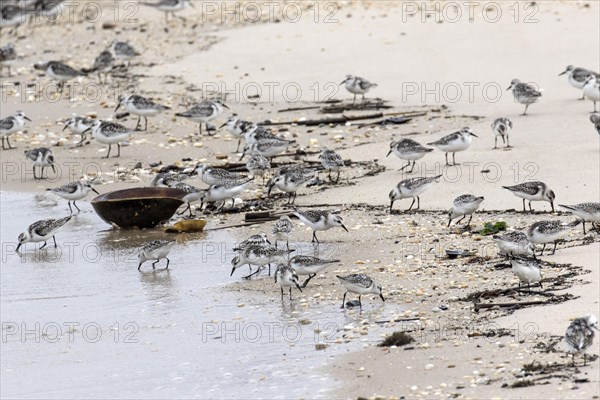 Sanderlings