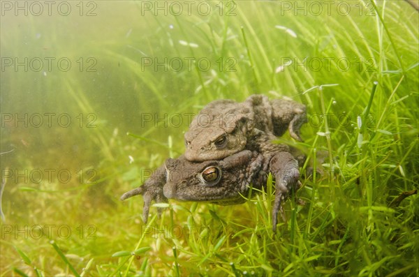 Common Toad