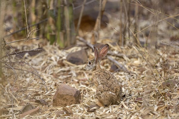 Indian hare