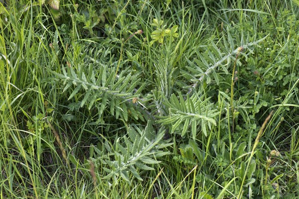 Young woolly thistle