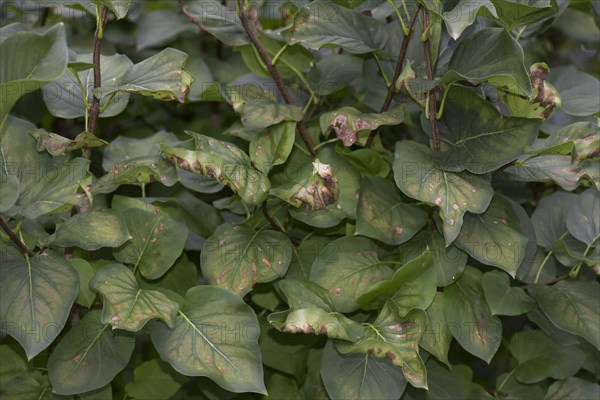 Symptoms of magnesium deficiency on late summer foliage of a lilac tree