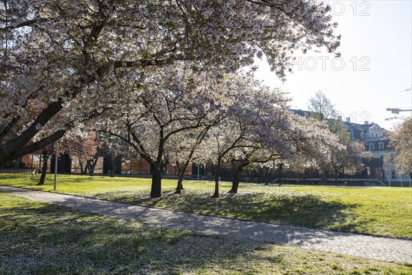 Blossoming cherry trees on the Neustaedter Ufer