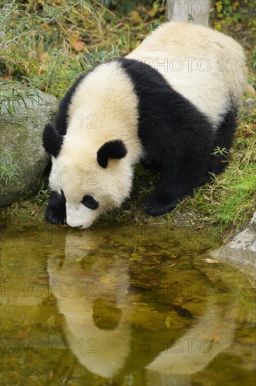 Giant Panda