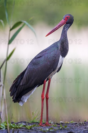 Black Stork