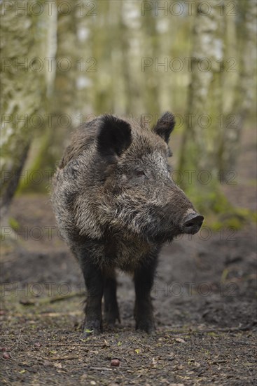 Wild boar