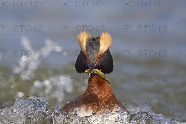 Horned grebe