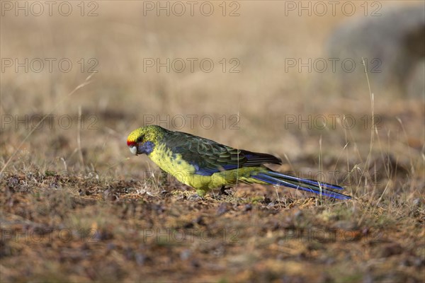 Green rosella