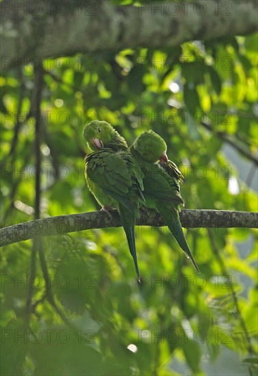 Plain parakeet